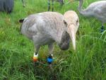 Foraging outside pen  - August 30th 2010